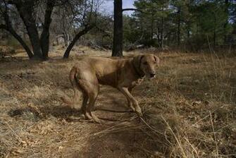 Chesapeake Bay Retriever Wallpaper Puppy Pictures Breed Info