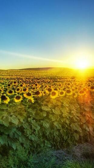 Field Of Sunflowers Wallpaper