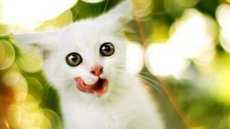 Animal HD Wallpaper Hebus Org High Definition