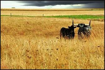 Excellent Pictures Of Longhorn Cattle Gallery Archive Wallpaper
