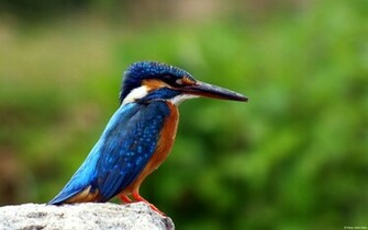 Kingfisher Wallpaper HD