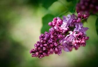 Wallpaper Syringa Lilac Flower Spring Desktop Nature