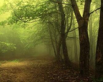 Foggy Forest Wallpaper Pictures