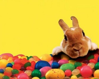 Easter Bunny Wallpaper