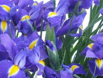 Wallpaper For Cumputer Iris Flowers