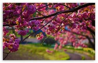 Spring Walk Away HD Wallpaper For Standard Fullscreen Uxga Xga