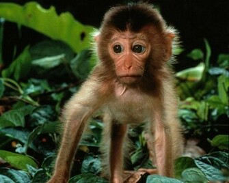 Animals Zoo Park Baby Monkey Wallpaper Funny