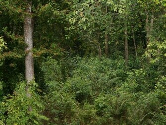 Jungle Wallpaper