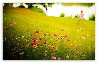 Fields Of Joy HD Desktop Wallpaper Widescreen High Definition