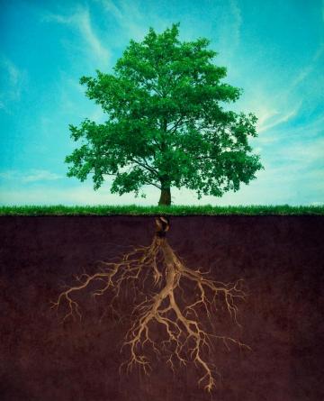 Tree Root Wallpaper High Quality