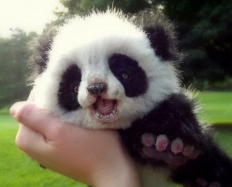 Panda Wallpaper Image Photos Picture