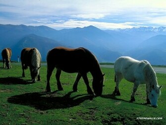 Farm Animals Wallpaper