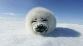 Snow Animal