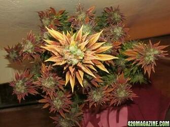 Sour Diesel Indoors Image Search Results