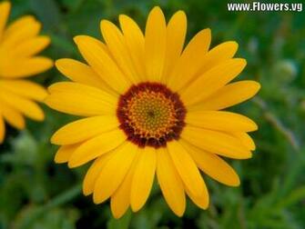 Yellow Daisy Flowers Photos Good Pix Gallery