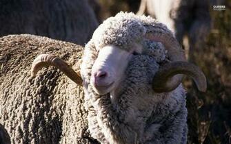 Merino Sheep HD Wallpaper
