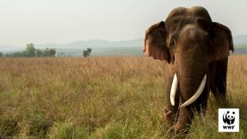 Elephant In The Zoom Wallpaper Wwf Australia