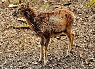 HD Wallpaper Mouflon Young Animal Aries Wild European