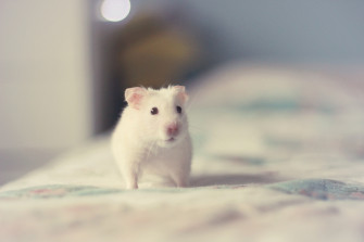 Adorable Hamster HD Wallpaper