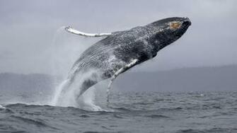 Humpback Whale Widescreen Wallpaper