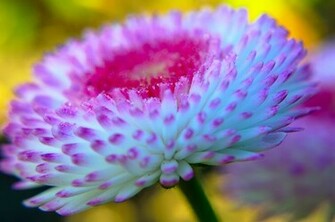 Flower Wallpaper HD Black And White Widescreen For