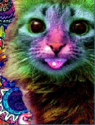 Trippy Animated Cat Pictures