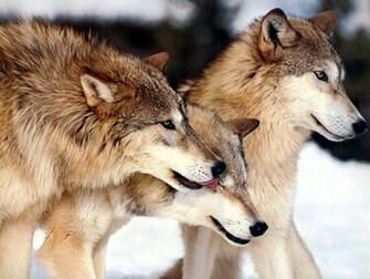 Beautiful Grey Wolves Wallpaper