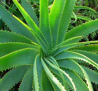Aloe Vera Alkalizes The Body
