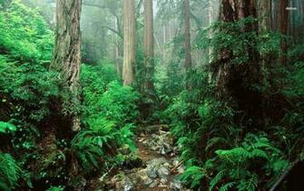 Olympic National Park Wallpaper Nature