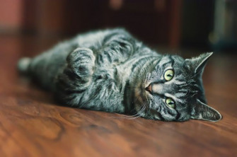 Cat Computer Wallpaper Desktop