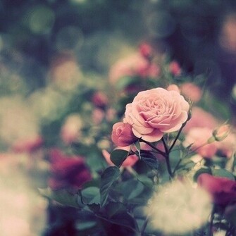 Rose Flowers Wallpaper Full HD Photography Ewzkwtks Jpg