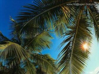 Palm Tree Wallpaper Desktop Weddingdressin