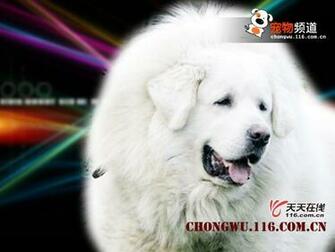 Tibetan Mastiff Wallpaper Resolution 67s Image Size