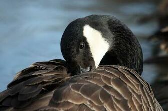 Canada Geese On The Lake Wallpaper Car Pictures