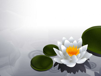 Lotus Flower Wallpaper Dream