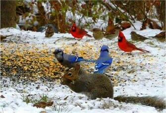 Birds In Winter Wallpaper