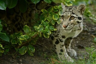 Clouded Leopard Wallpaper