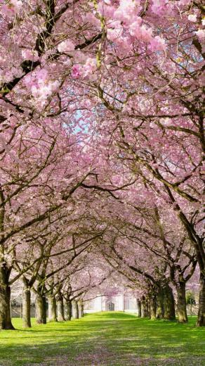 Spring iPhone Wallpaper HD Phone