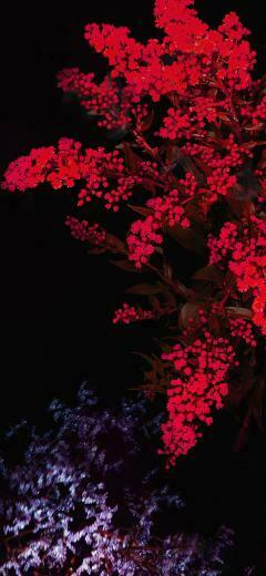 iPhone Xr Wallpaper For Red Apple Flower Plus