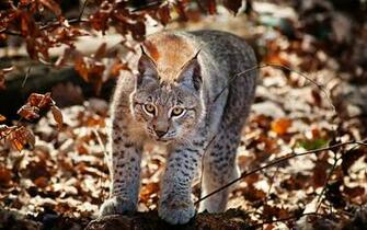 Scottish Wild Cat Forest Wallpaper