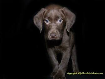 Chocolate Labrador Wallpaper Jackie The Lab