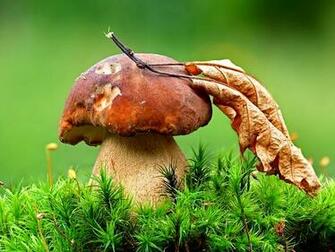 Shiitake Mushrooms Wallpaper With A Beautiful Specimen Of