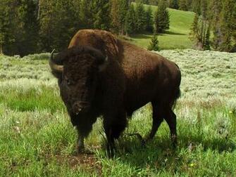 Wallpaper Bison