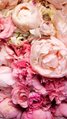 Pink Peonies Flowers Wallpaper Floral iPhone