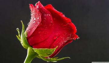 Rose HD Photo Posted By Zoey Simpson