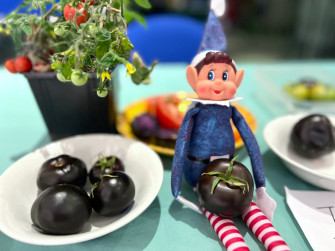 John Innes Centre On X Our Cheeky Jic Elf Has Been Up To