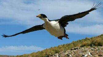 Imperial Shag Wallpaper