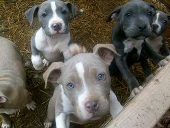Desktop Pitbull Pictures Puppy Wallpaper