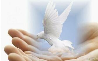 Lion And Dove Wallpaper Desktop Screensaver