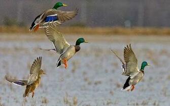 Go Back Gallery For Delta Waterfowl Wallpaper